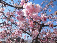 ニッケふれあいセンター小牧　「春の訪れ」の画像