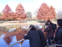 ニッケてとて本町　「花博記念公園鶴見緑地へ紅葉散策」の画像