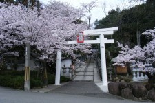 ニッケあすも加古川　「鹿島神社まで花見ドライブ！」の画像