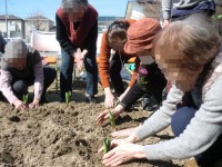 ニッケつどい加古川　「チューリップ植えました。」の画像