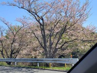 ニッケつどい加古川　「さくらドライブ」の画像