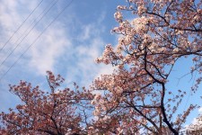 ニッケあすも一宮　「お花見に行きました♡」の画像