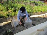 ニッケれんげの家・加古川　「畑作業～夏野菜～」の画像