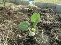 ニッケてとて加古川　「野菜作り」の画像