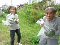 ニッケてとて加古川　「野菜の収穫」の画像