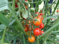 ニッケてとて加古川　「トマトの収穫」の画像