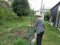 ニッケてとて加古川　「野菜の水やり」の画像