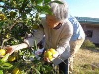 ニッケてとて加古川　「みかん狩り」の画像