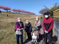 ニッケあすも市川　「市川の河津桜」の画像