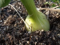 ニッケてとて加古川　「野菜の成長」の画像