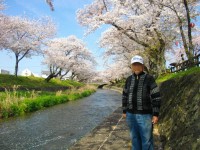 ニッケふれあいセンター小牧　「五条川の桜」の画像