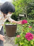 ニッケれんげの家・加古川　「お楽しみ会　～紫陽花ツアー～」の画像