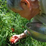 ニッケてとて加古川　「野菜の収穫」の画像