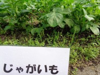 ニッケてとて加古川　「野菜の成長」の画像