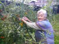 てとてニッケタウン　「夏野菜の収穫」の画像