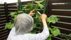 ニッケふれあいセンターかかみ野　「ふれあいかかみ野家庭菜園物語(3)」の画像