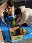 ニッケあすも加古川弐番館　「お正月の寄せ植え」の画像