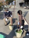 ニッケあすも加古川弐番館　「紅葉葵（モミジアオイ）の植え替え」の画像